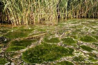 According to the HBF, most nutrient pollution comes from agriculture and the water companies