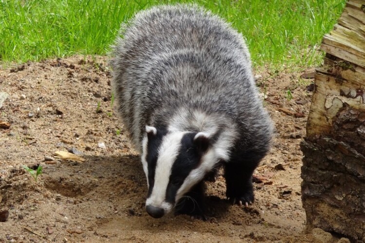 a badger [stock photo]