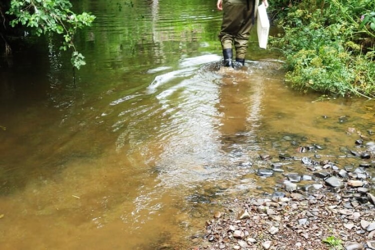  A person in wellies walks through a shallow watercourse turned yellow by all the sediment  The River Creedy in Crediton was one location where harmful chemicals from South West Water damaged the environment